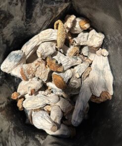 Acheter champignon magique